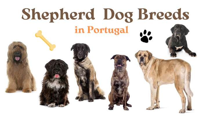 Shepherd Dog Breeds